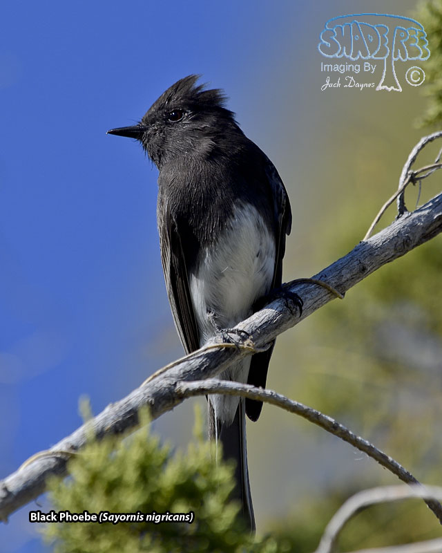 Black Phoebe - Sayornis nigricans