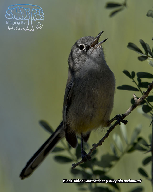 Black-Tailed Gnatcatcher - Polioptila melanura