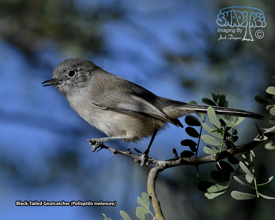 Black-Tailed Gnatcatcher - Polioptila melanura