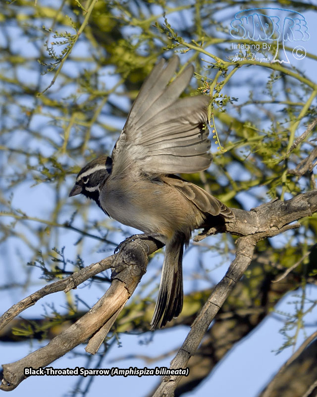 Black-Throated Sparrow - Amphispiza bilineata
