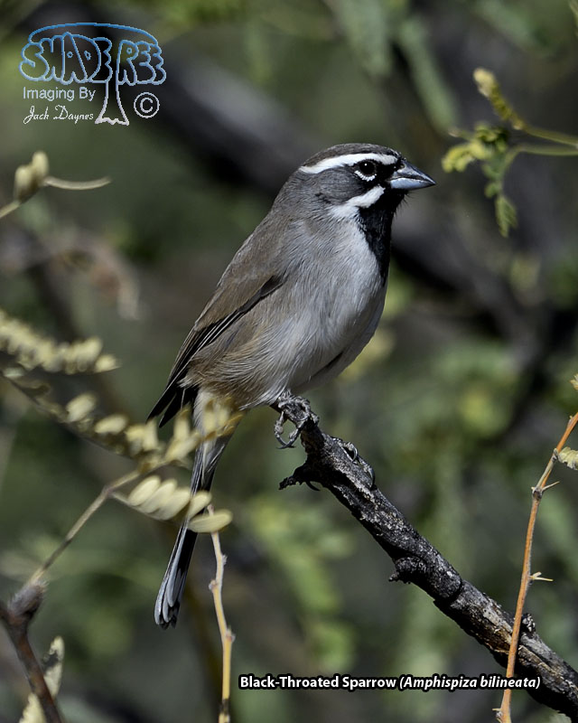Black-Throated Sparrow - Amphispiza bilineata