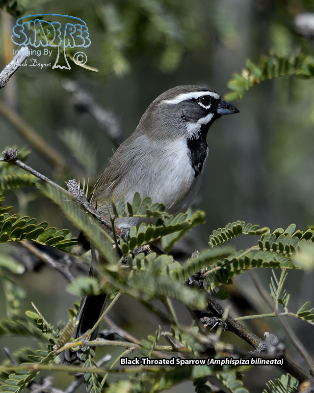 Black-Throated Sparrow - Amphispiza bilineata
