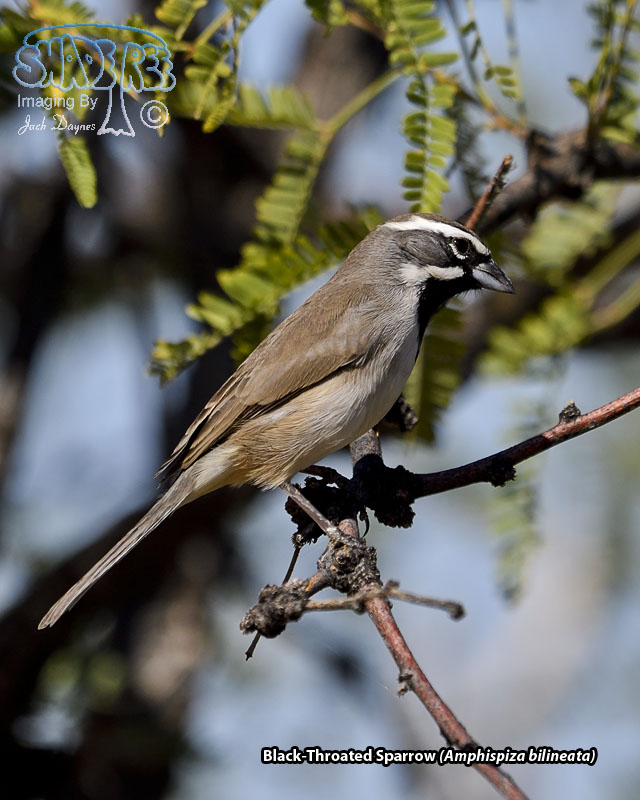 Black-Throated Sparrow - Amphispiza bilineata