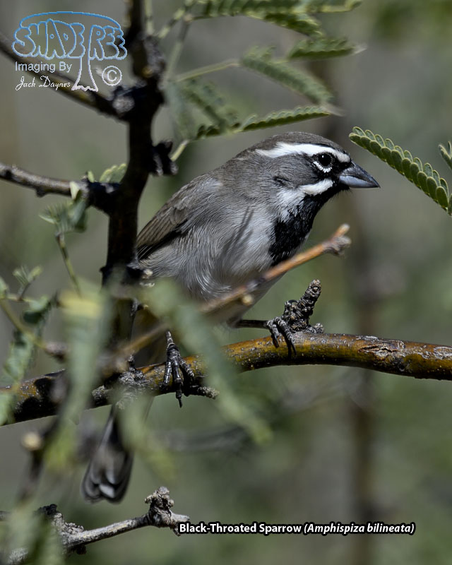 Black-Throated Sparrow - Amphispiza bilineata