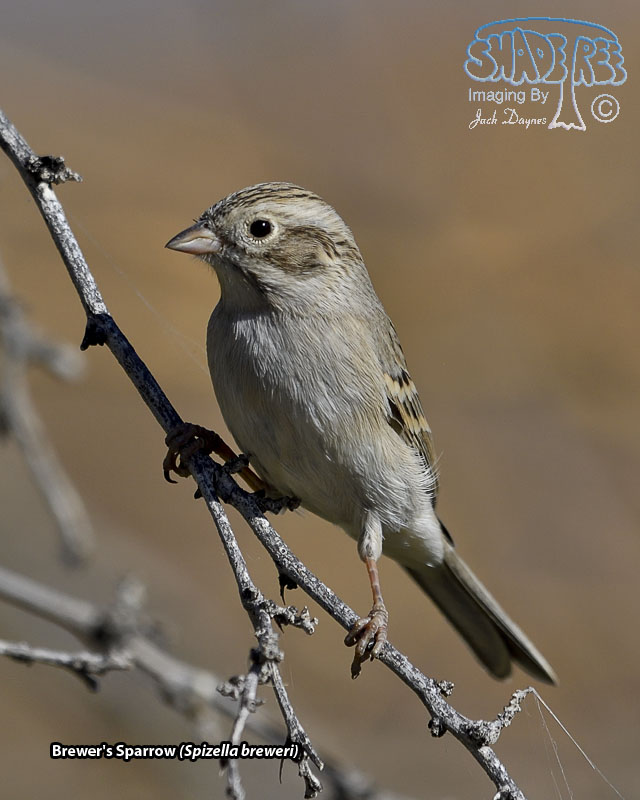 Brewer's Sparrow - Spizella breweri