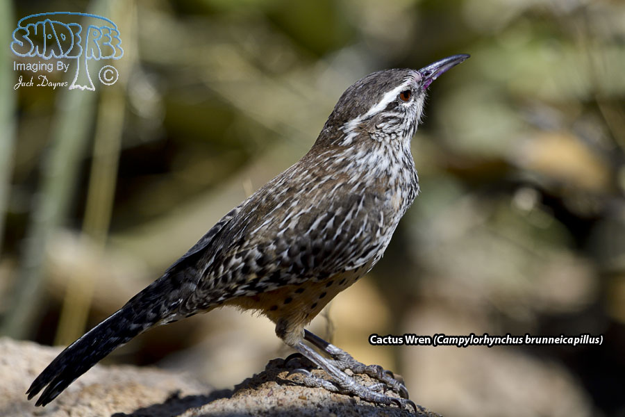 Cactus Wren - Campylorhynchus brunneicapillus