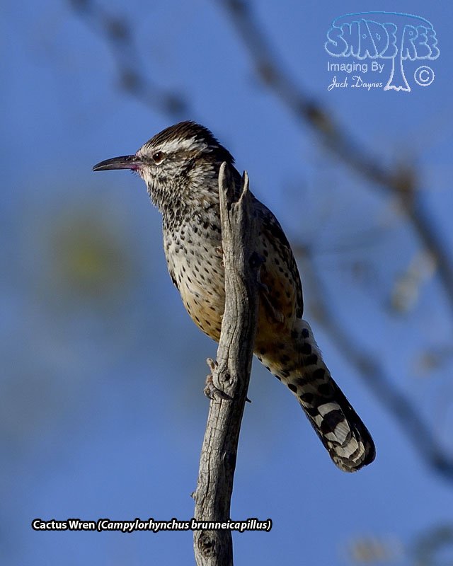 Cactus Wren - Campylorhynchus brunneicapillus
