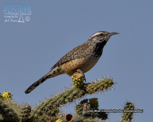 2019-10-24 Catalina State Park