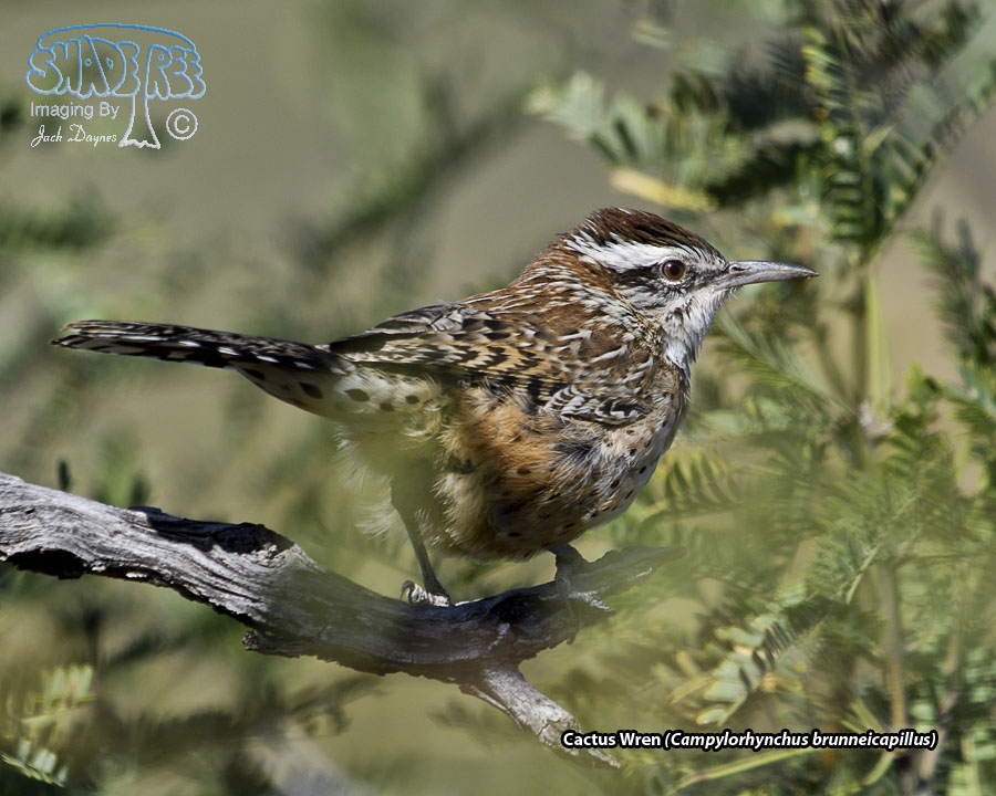 Cactus Wren - Campylorhynchus brunneicapillus