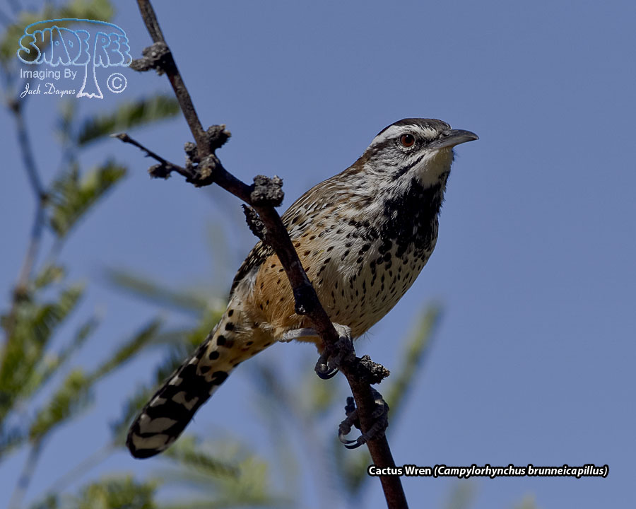 Cactus Wren - Campylorhynchus brunneicapillus