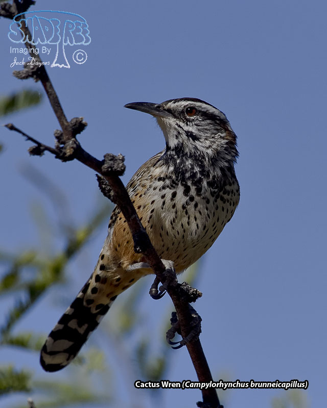 Cactus Wren - Campylorhynchus brunneicapillus