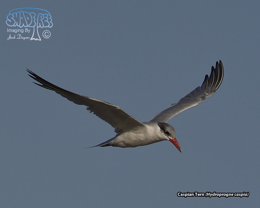 Caspian Tern - Hydroprogne caspia