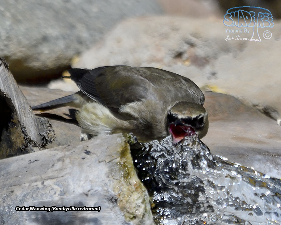 Cedar Waxwing - Bombycilla cedrorum
