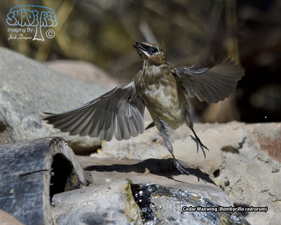 Cedar Waxwing - Bombycilla cedrorum