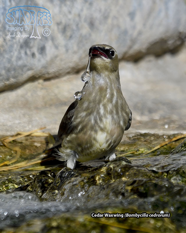 Cedar Waxwing - Bombycilla cedrorum