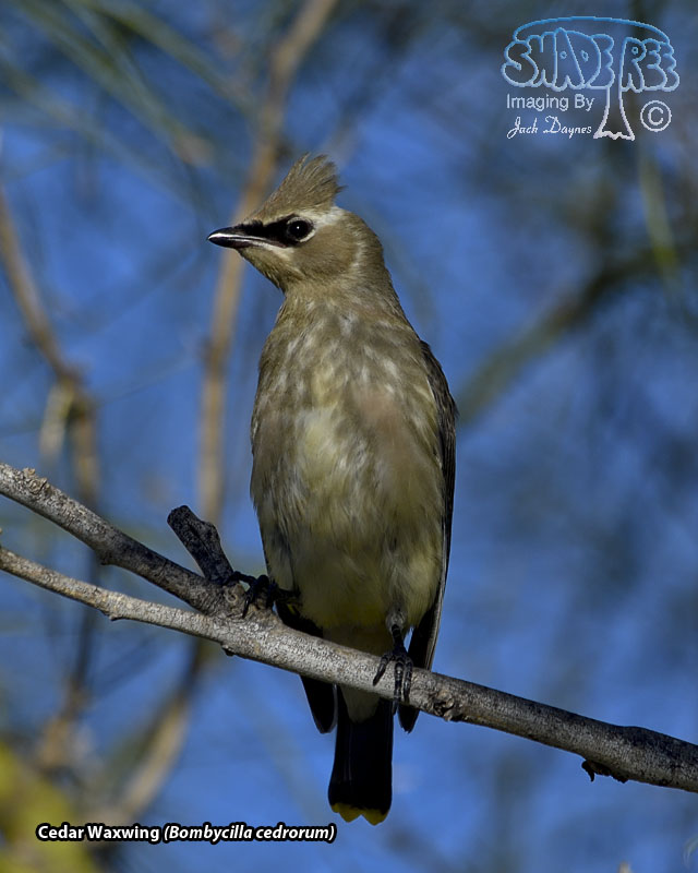 Cedar Waxwing - Bombycilla cedrorum