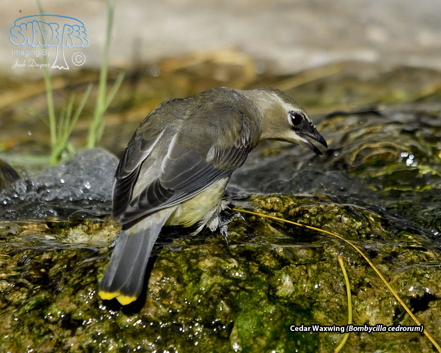 Cedar Waxwing - Bombycilla cedrorum