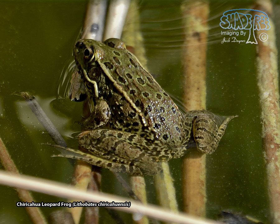 Chiricahua Leopard Frog - Lithobates chiricahuensis