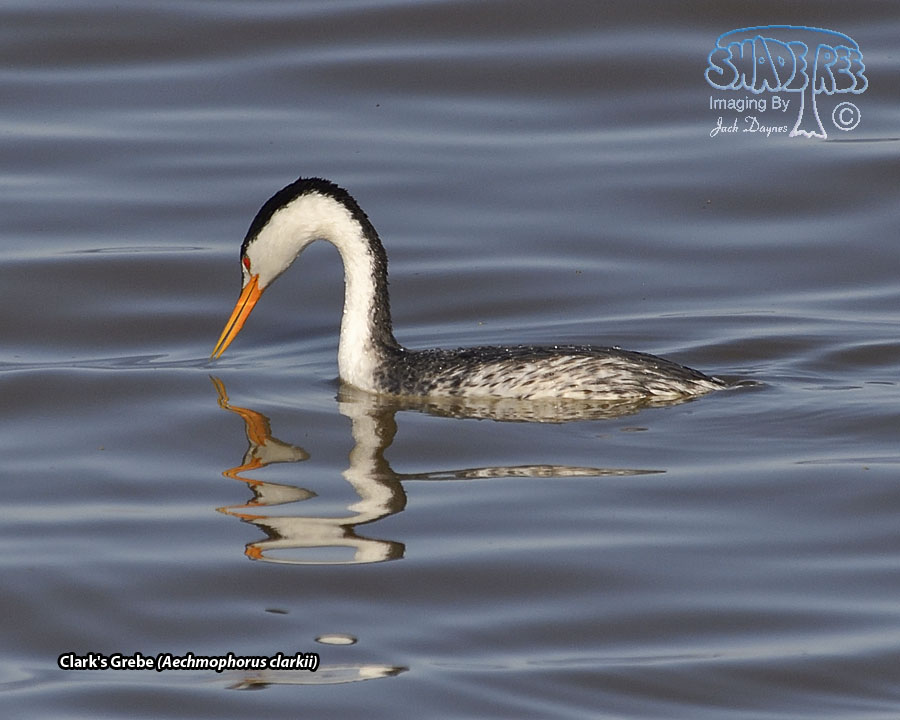 Clark's Grebe - Aechmophorus clarkii