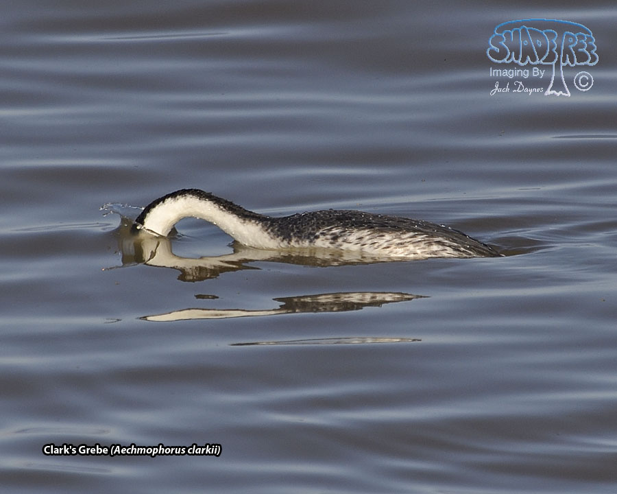 Clark's Grebe - Aechmophorus clarkii
