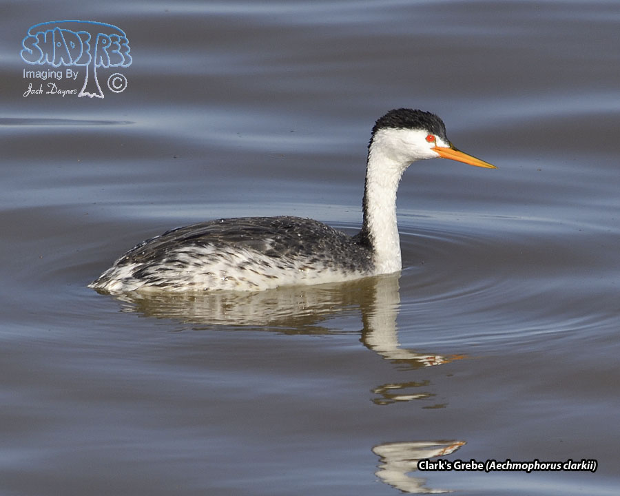 Clark's Grebe - Aechmophorus clarkii