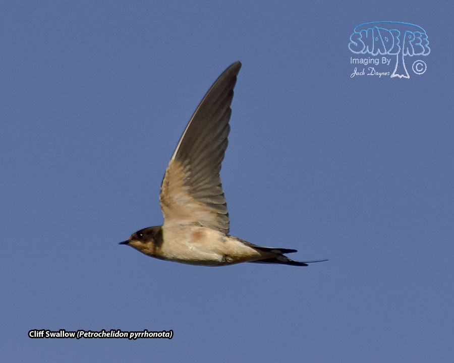 Cliff Swallow - Petrochelidon pyrrhonota