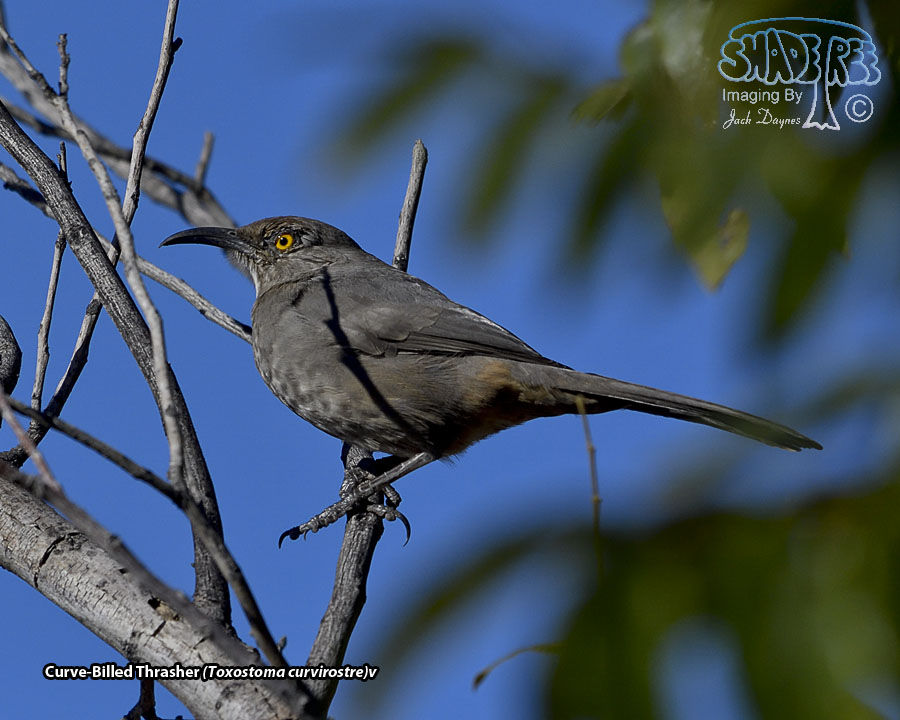 Curve-Billed Thrasher - Toxostoma curvirostre