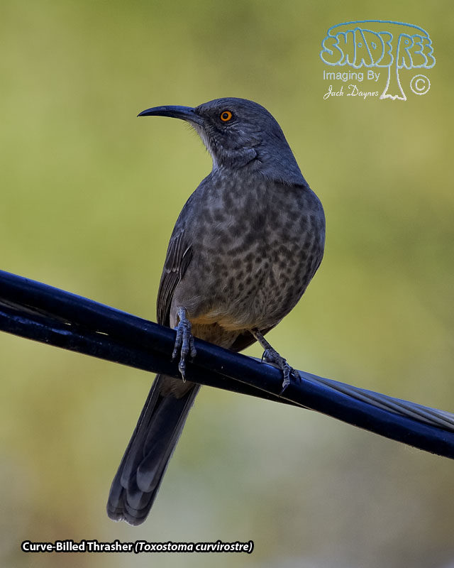 Curve-Billed Thrasher - Toxostoma curvirostre