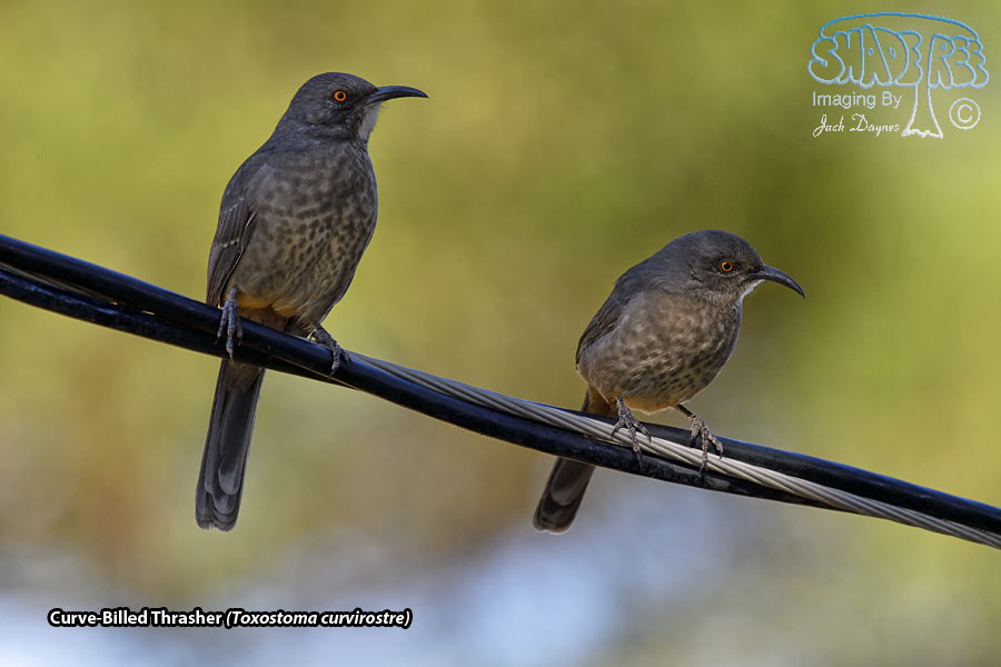 Curve-Billed Thrasher - Toxostoma curvirostre