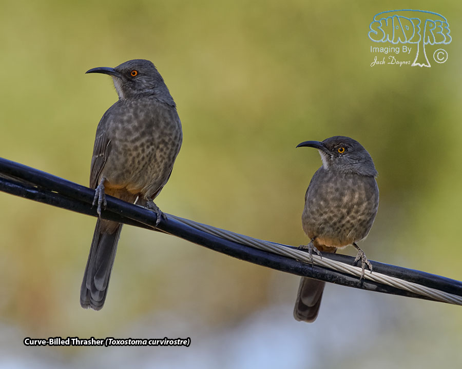 Curve-Billed Thrasher - Toxostoma curvirostre