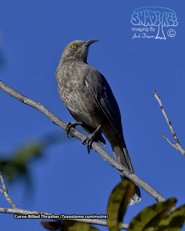 Curve-Billed Thrasher - Toxostoma curvirostre