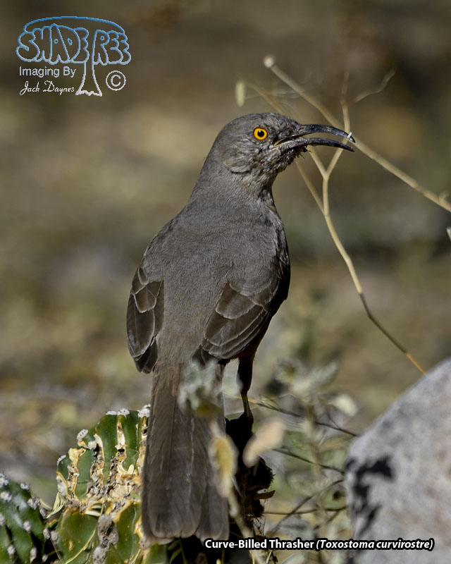 Curve-Billed Thrasher - Toxostoma curvirostre