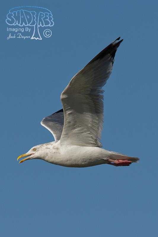 Herring Gull - Larus argentatus