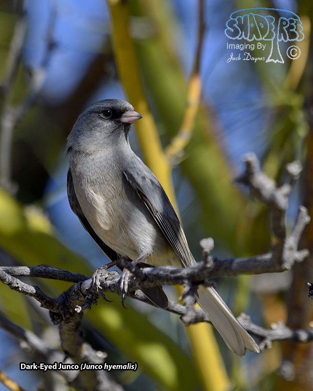 Dark-Eyed Junco - Junco hyemalis