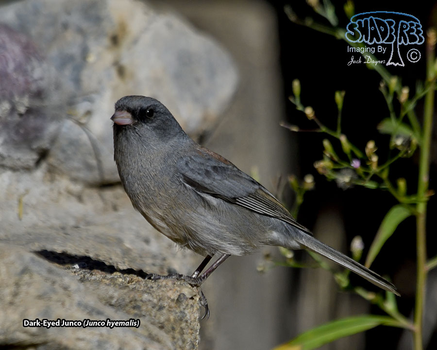 Dark-Eyed Junco - Junco hyemalis