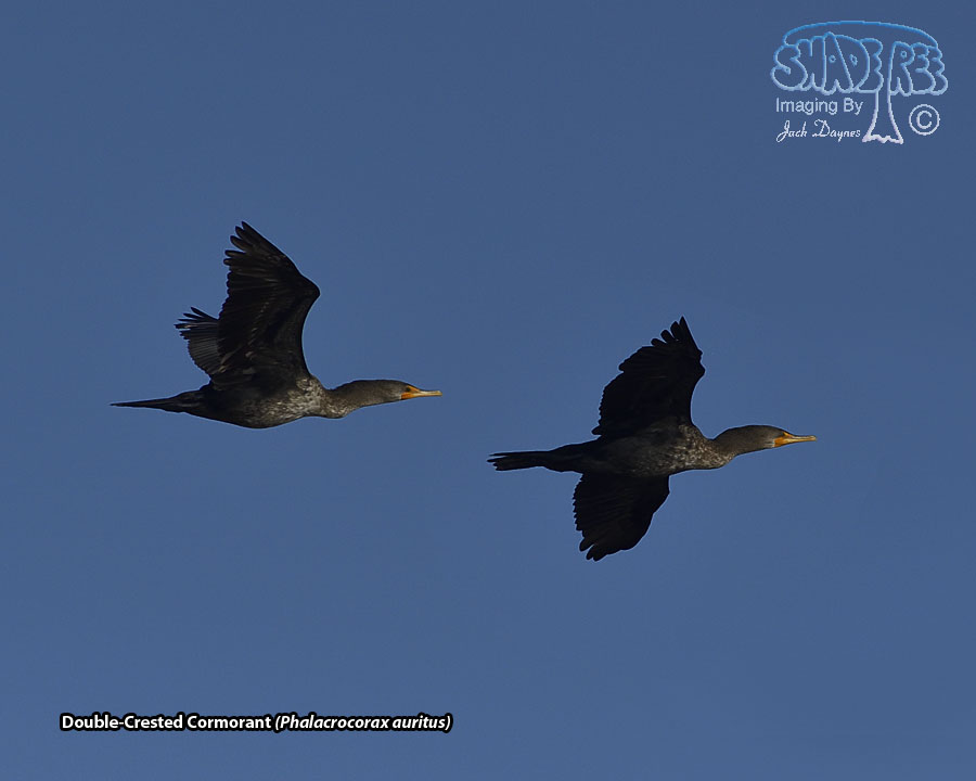 Double-Crested Cormorant - Phalacrocorax auritus