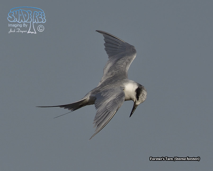 Forster's Tern - Sterna forsteri