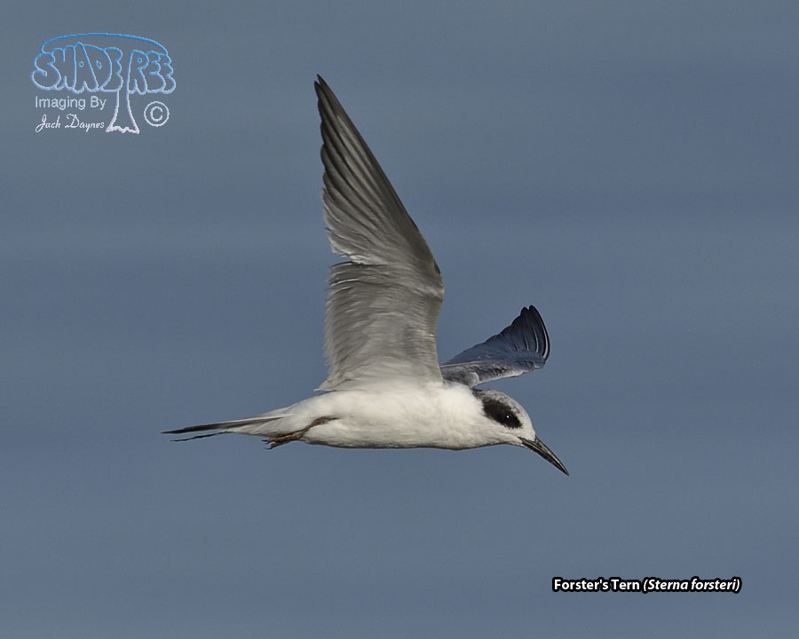 Forster's Tern - Sterna forsteri