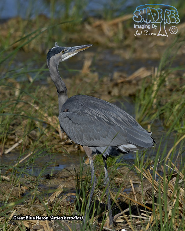 Great Blue Heron - Ardea herodias