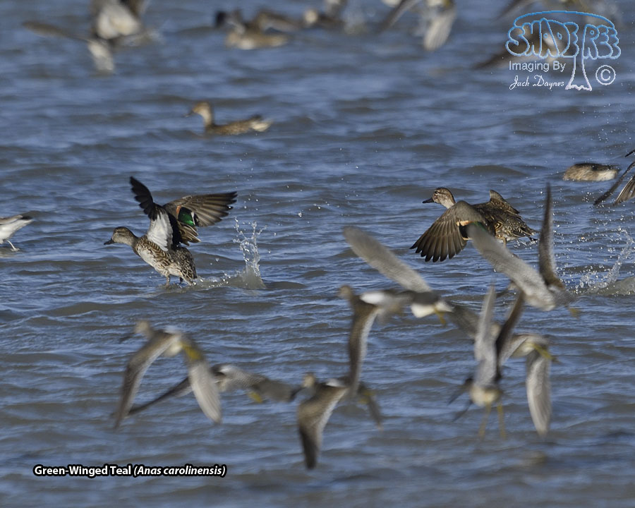 Green-Winged Teal - Anas carolinensis