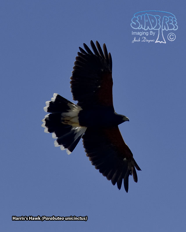 Harris's Hawk - Parabuteo unicinctus