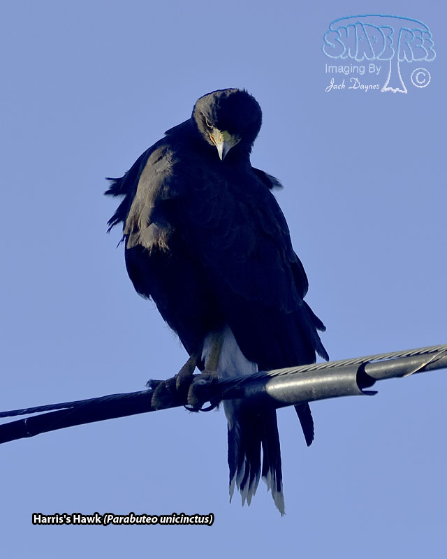 Harris's Hawk - Parabuteo unicinctus