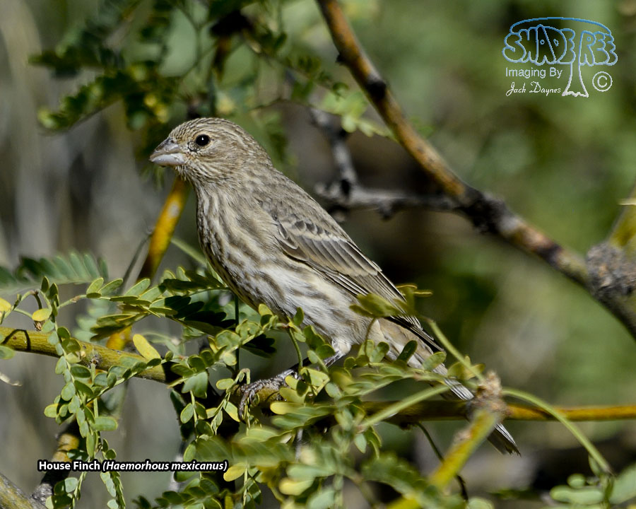 House Finch - Haemorhous mexicanus