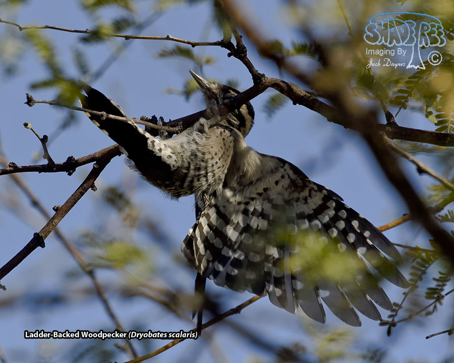 Ladder-Backed Woodpecker - Dryobates scalaris