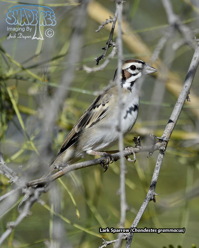 Lark Sparrow - Chondestes grammacus