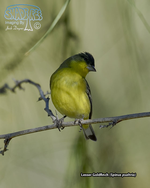 Lesser Goldfinch - Spinus psaltria