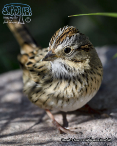 2019-10-23 At The Boyce Thompson Arboretum