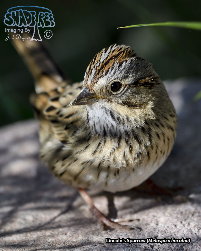 Lincoln's Sparrow - Melospiza lincolnii