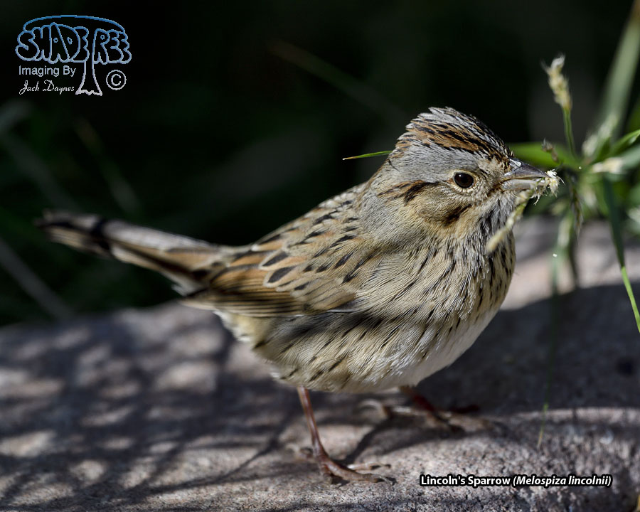 Lincoln's Sparrow - Melospiza lincolnii