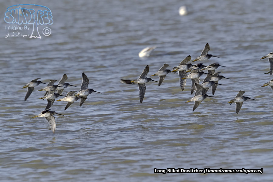 Long-Billed Dowitcher - Limnodromus scolopaceus